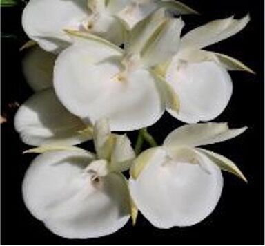 Catasetum pileatum var. alba