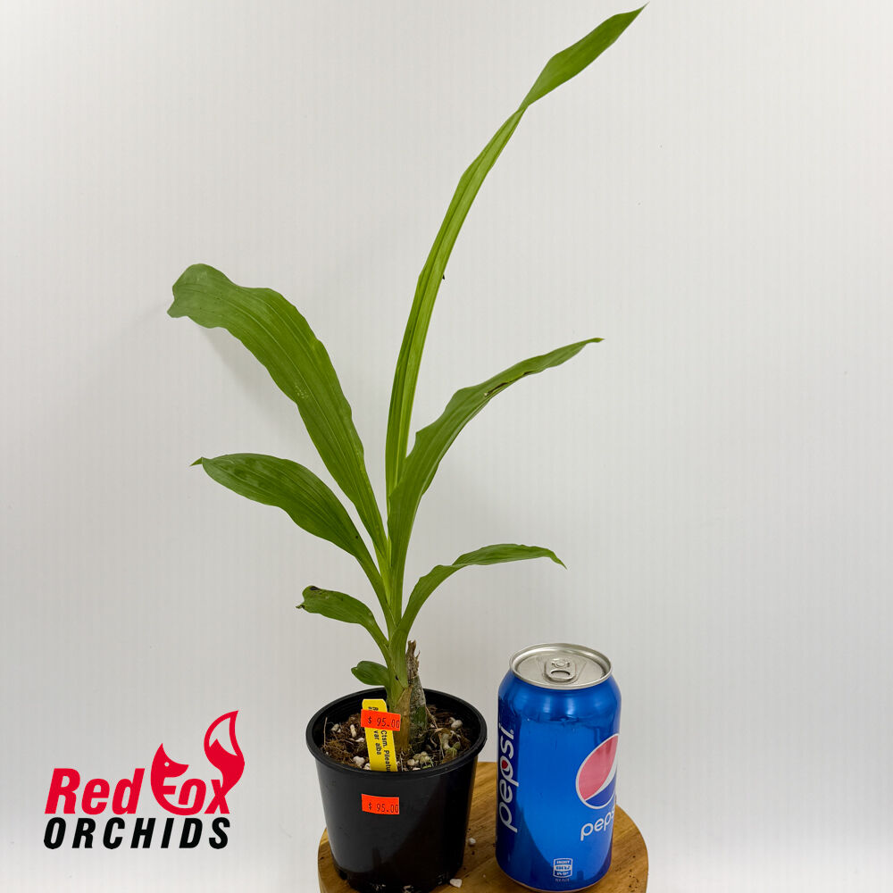 Catasetum pileatum var. alba