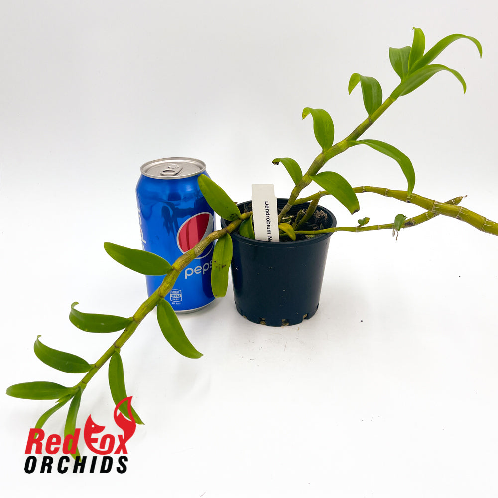 Dendrobium Nestor