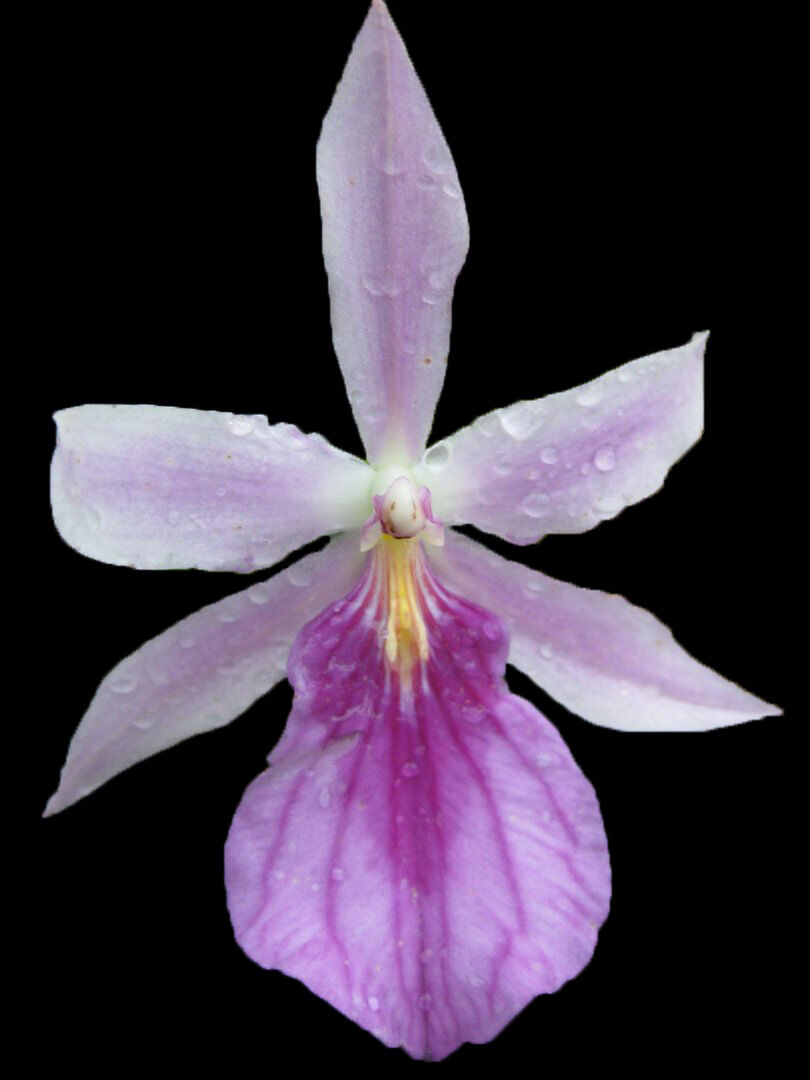 Miltonia spectabilis