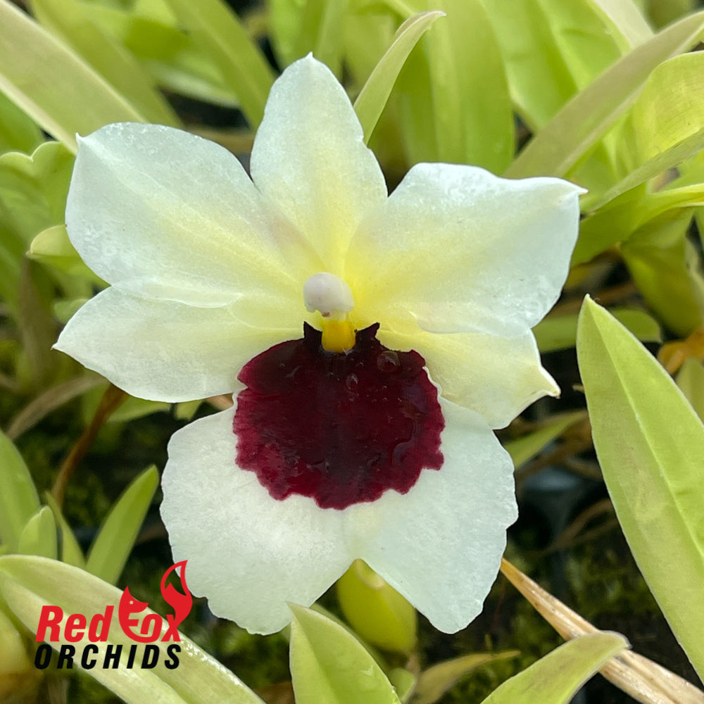 Miltonia Zorro 'Yellow Delight'