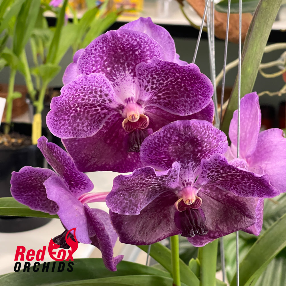 Vanda Pure's Wax