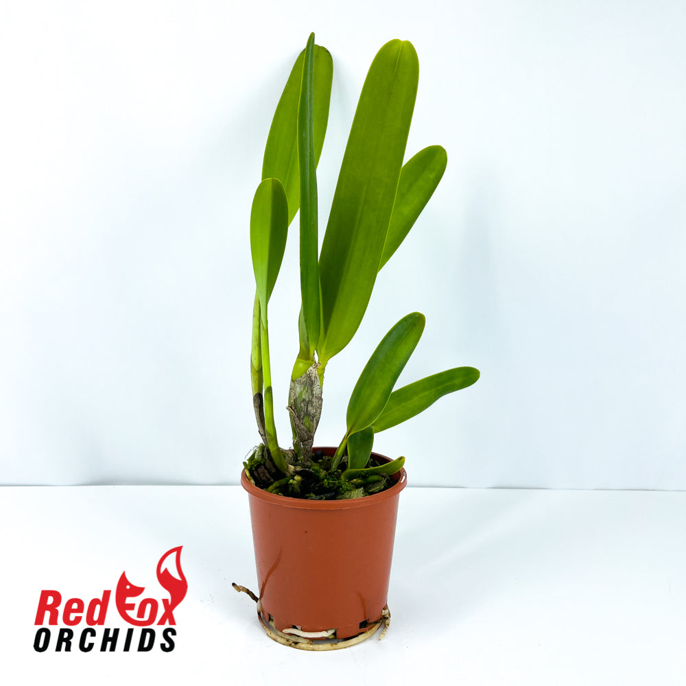 Cattleya purpurata S/A Blue x purpurata var. (roxo-violeta x werkhauseri)