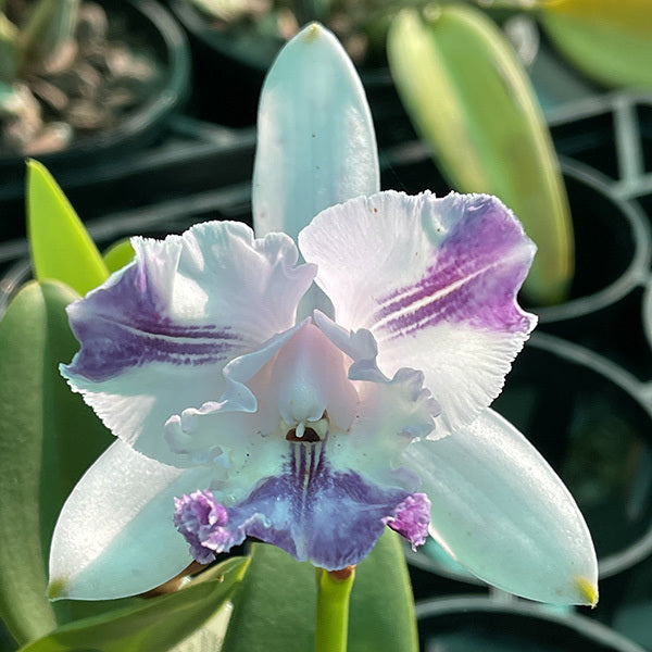 Cattleya intermedia var. coerulea (4n) 'Big and Fat' x fma. aquinii coerulea 'Darkest Pansy Splash'