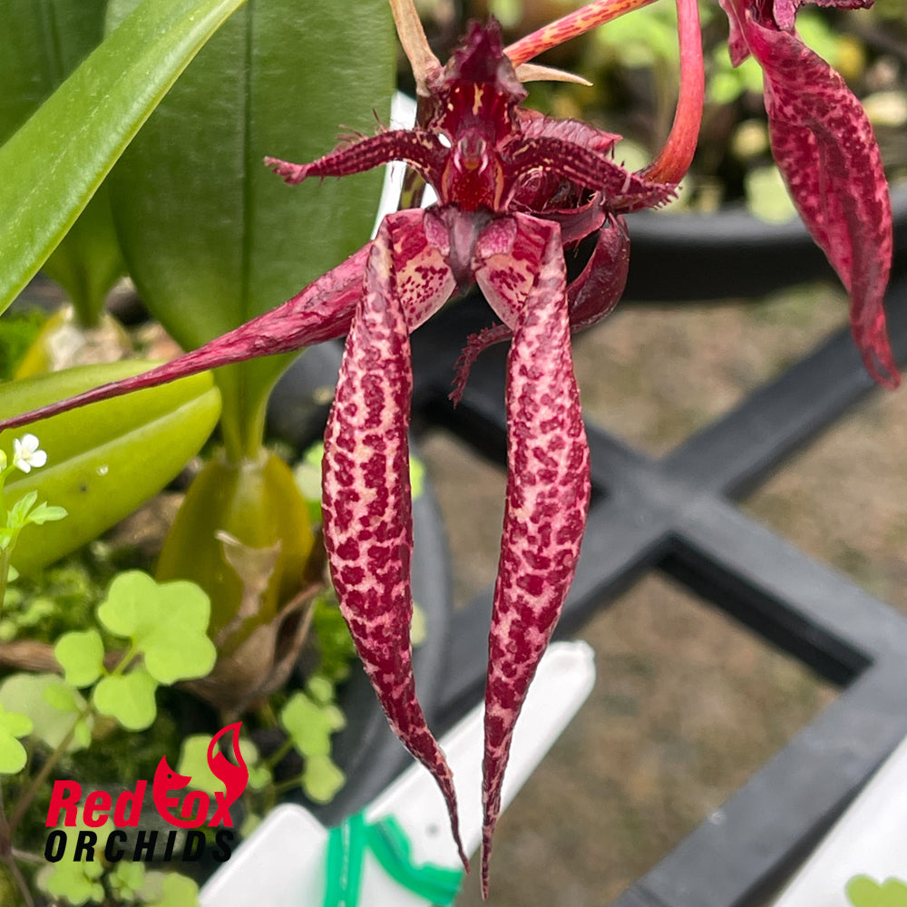 Bulbophyllum lasiochilum x rothschildianum