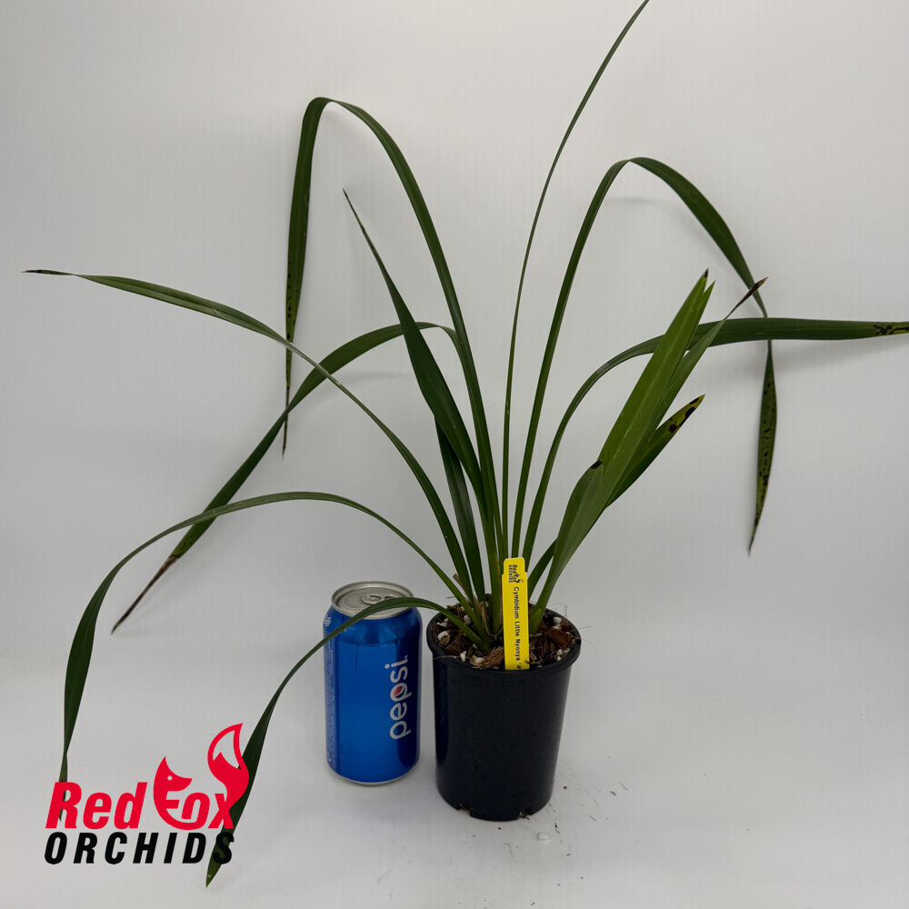 Cymbidium Little Nyonya '#1'