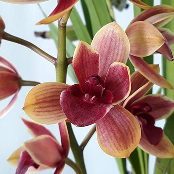 Cymbidium Orchid - Cymbidium Pakkret Tiara 'Alpha' 4n