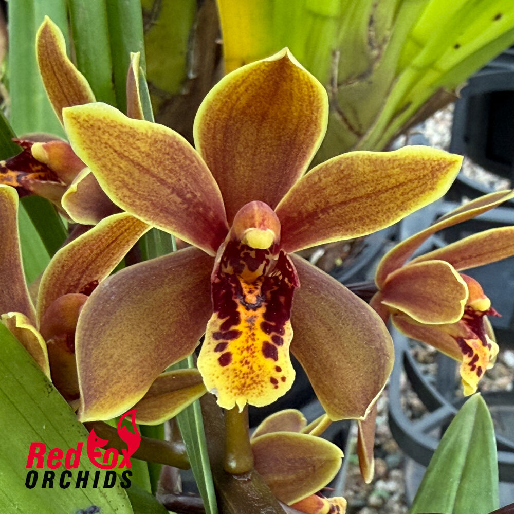 Cymbidium Orchid - Cymbidium Pakkret Tiara 'Alpha' 4n