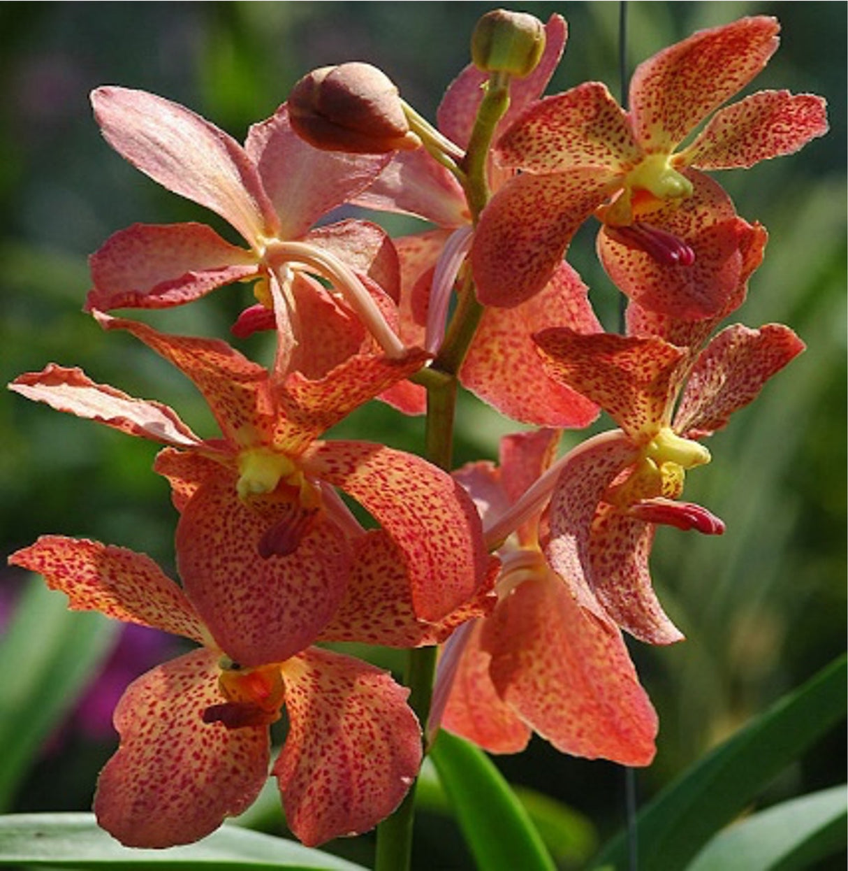 Mokara Orange Spot