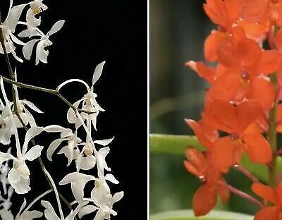 Holcoglossum subulifolium x Vanda Miniata