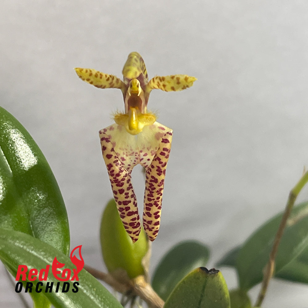 Bulbophyllum lasiochilum 'Yellow'