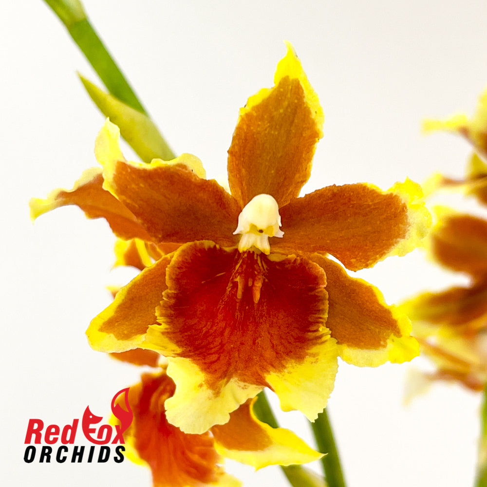 Burrageara Leopoldo 'Ancheta'