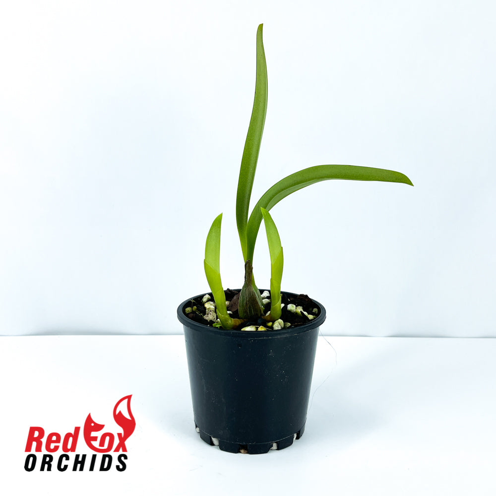 Bulbophyllum longiscarpum
