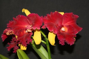 Rhyncholaeliocattleya Dora Louise Capen ‘Clifton Two Tone’