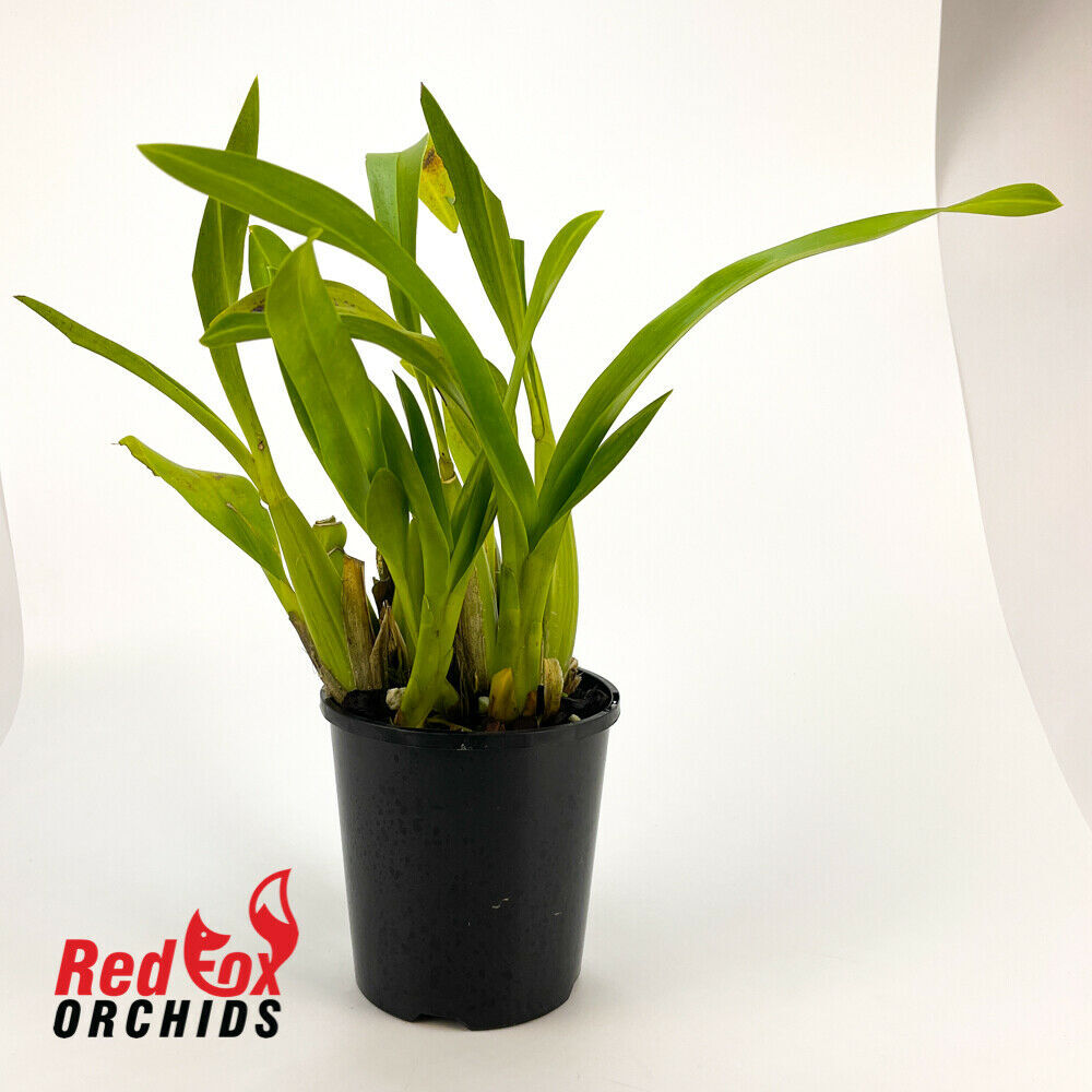 Brassia gireoudiana x Oncidium spacelatum