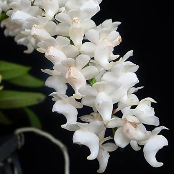 Aerides quinquevulnera var. farmeri