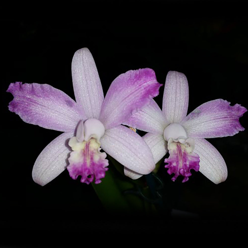 Cattlianthe Topaz Too Cute 'Lacy'