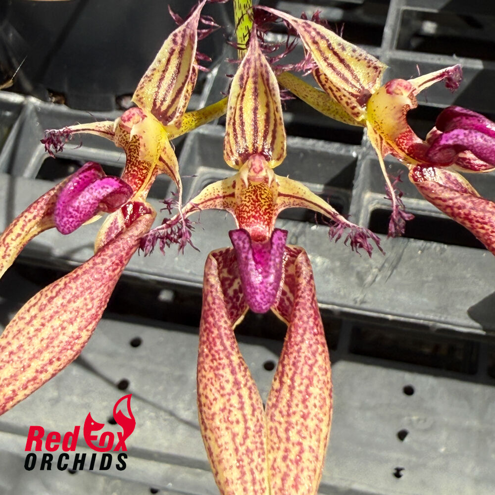 Bulbophyllum Cindy Dukes x baucoense