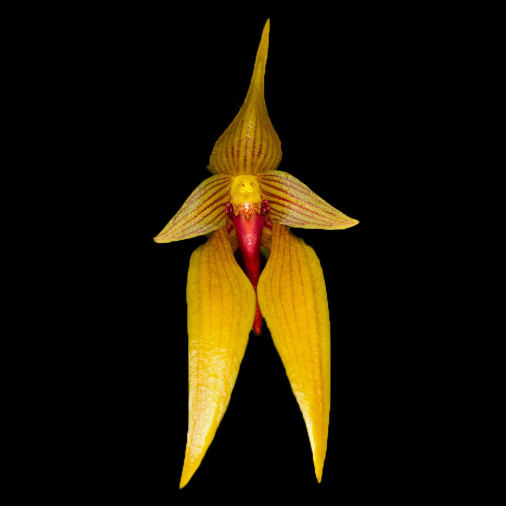Bulbophyllum orthoglossum