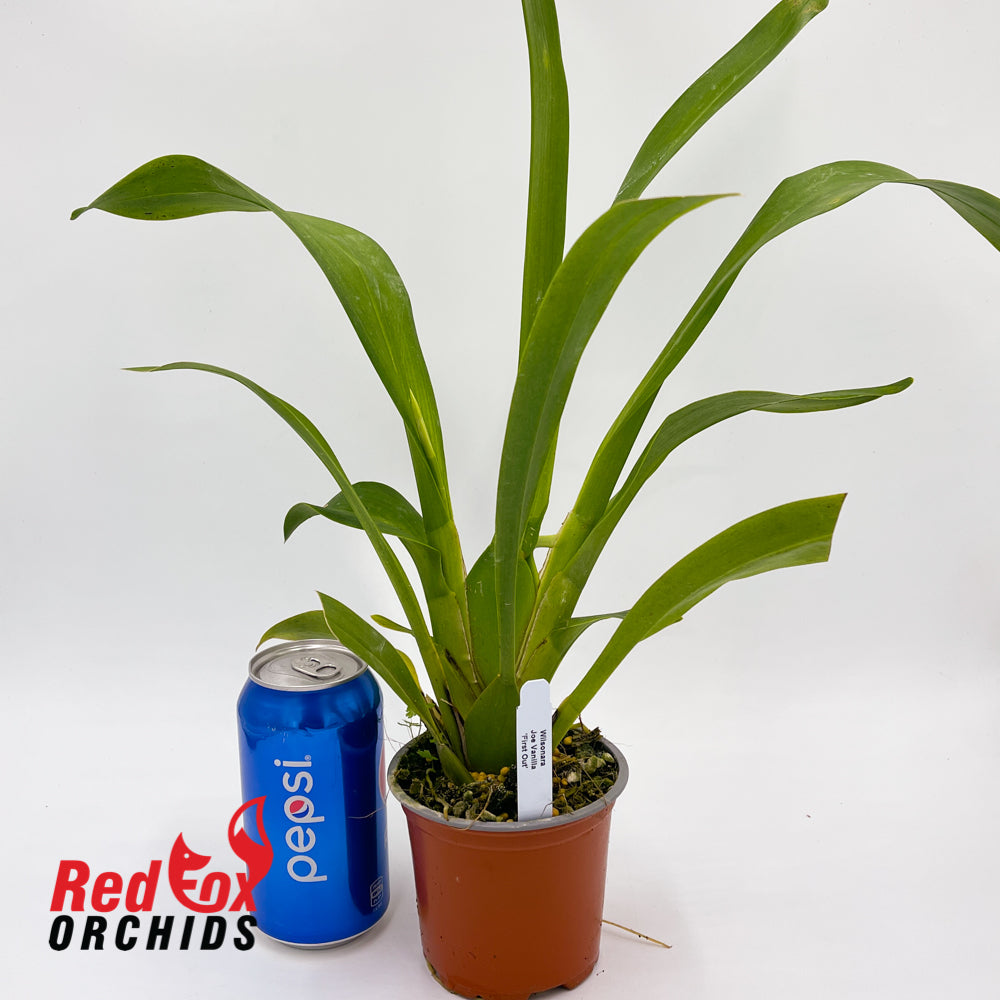 Wilsonara Joe Vanilla 'First Out'