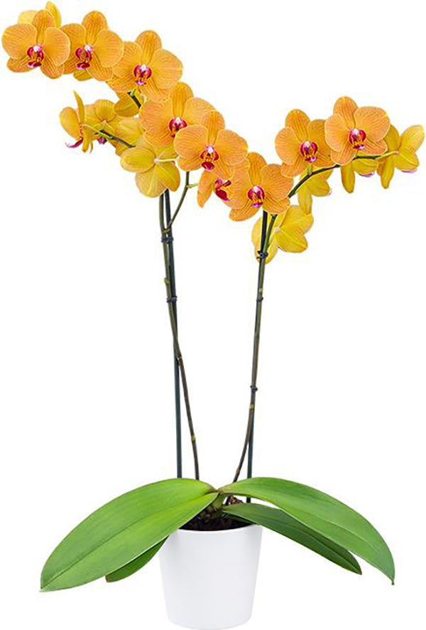 Phalaenopsis Carrot Cake