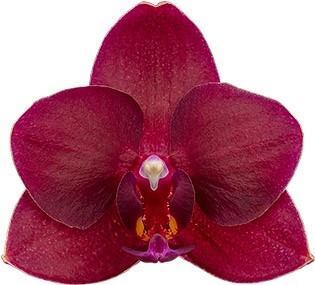 Phalaenopsis Scarlet Jubilee