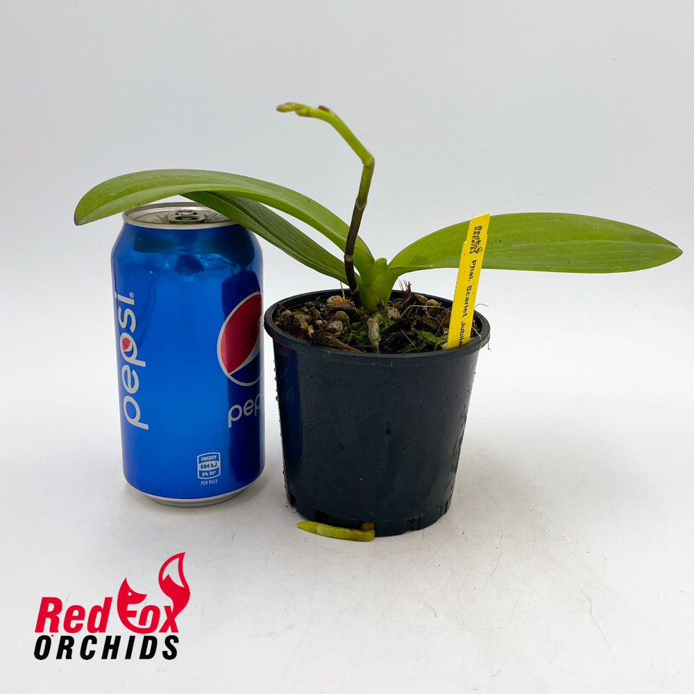 Phalaenopsis Scarlet Jubilee