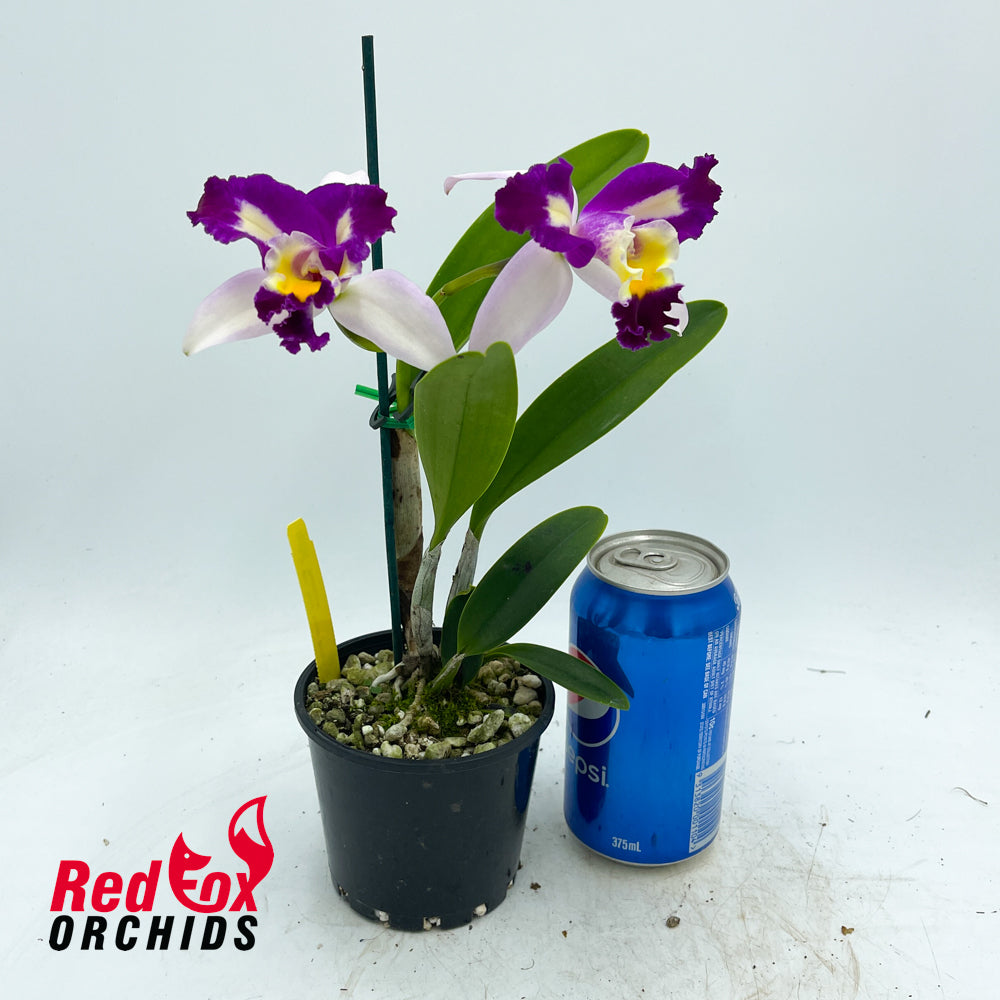 Rhyncholaeliocattleya Haw Yuan Beauty ‘Rainbow’