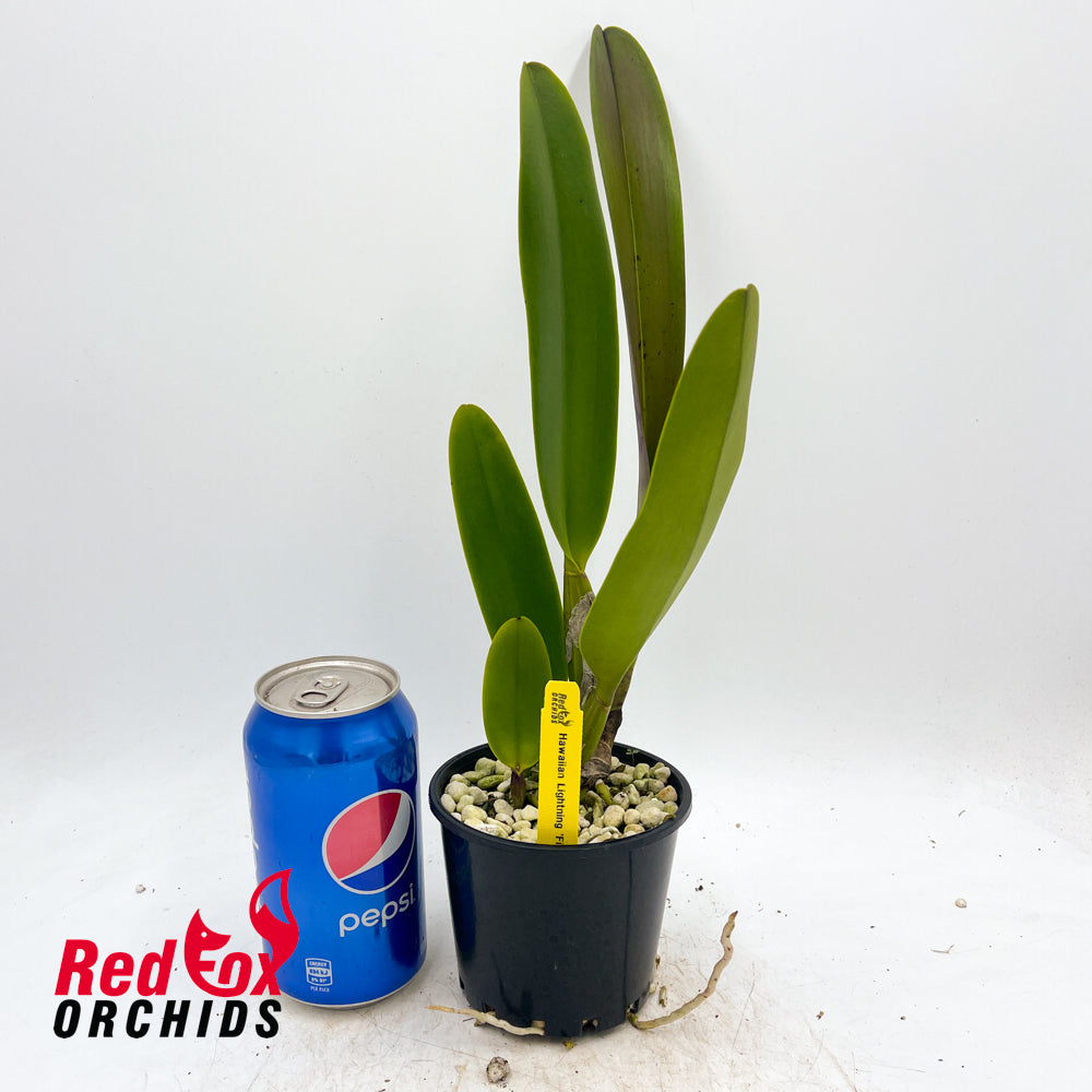 Rhyncholaeliocattleya Hawaiian Lightning 'Fiesta'