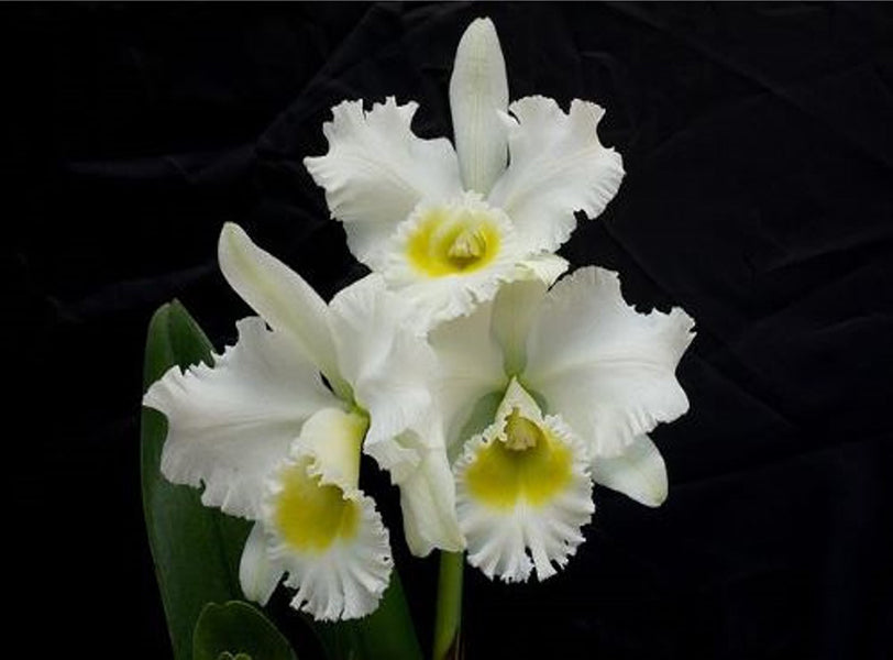 Rhyncholaeliocattleya Burdekin Wonder 'Lakeland'