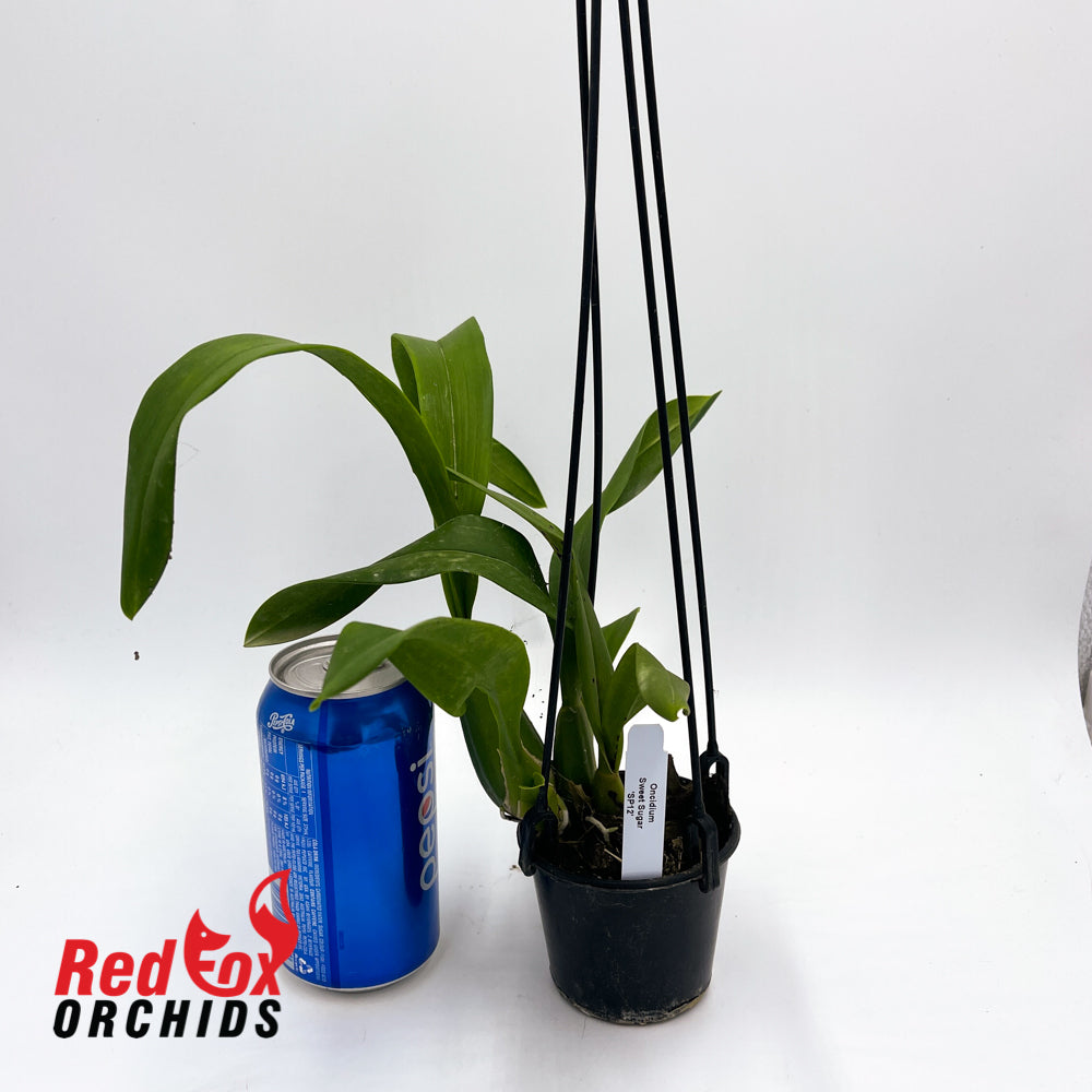Oncidium Sweet Sugar 'SP12'