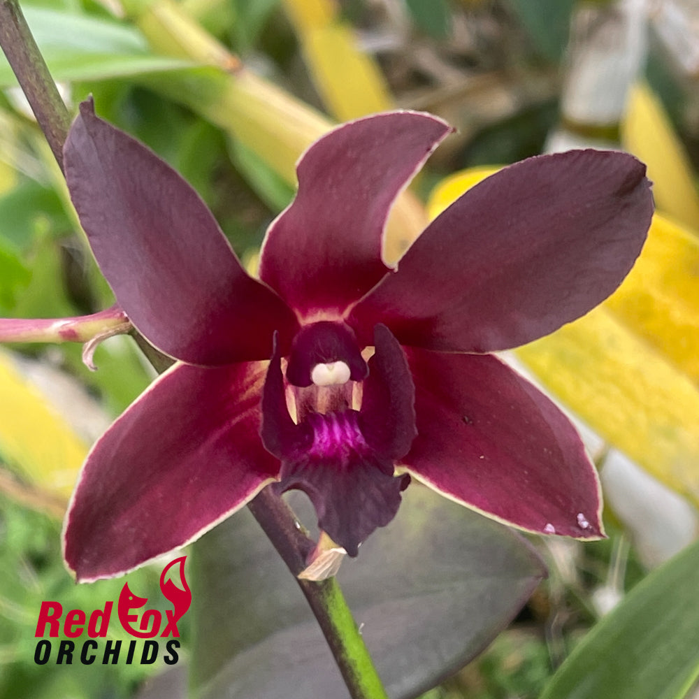 Dendrobium Mangosteen