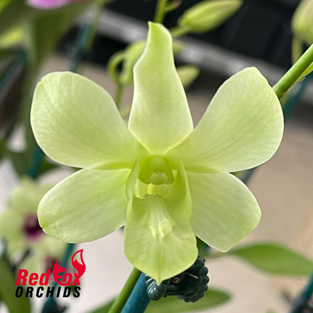 Dendrobium Orchid - Dendrobium Shavin White