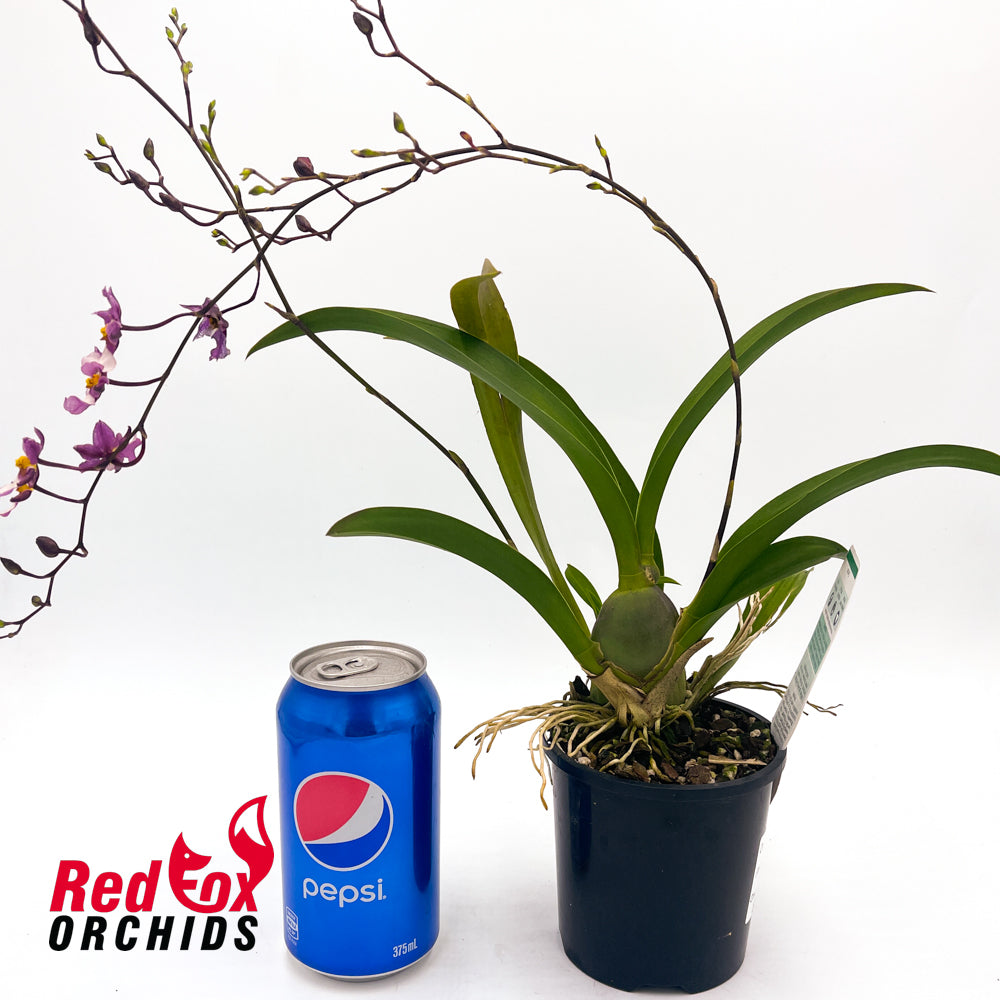 Oncidium (ornithorhynchum x onustum) x ornithorhynchum