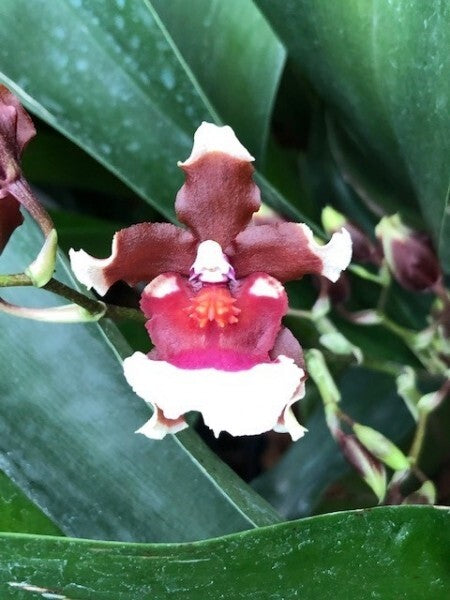 Oncidioda Pagan Scent 'Hanna'