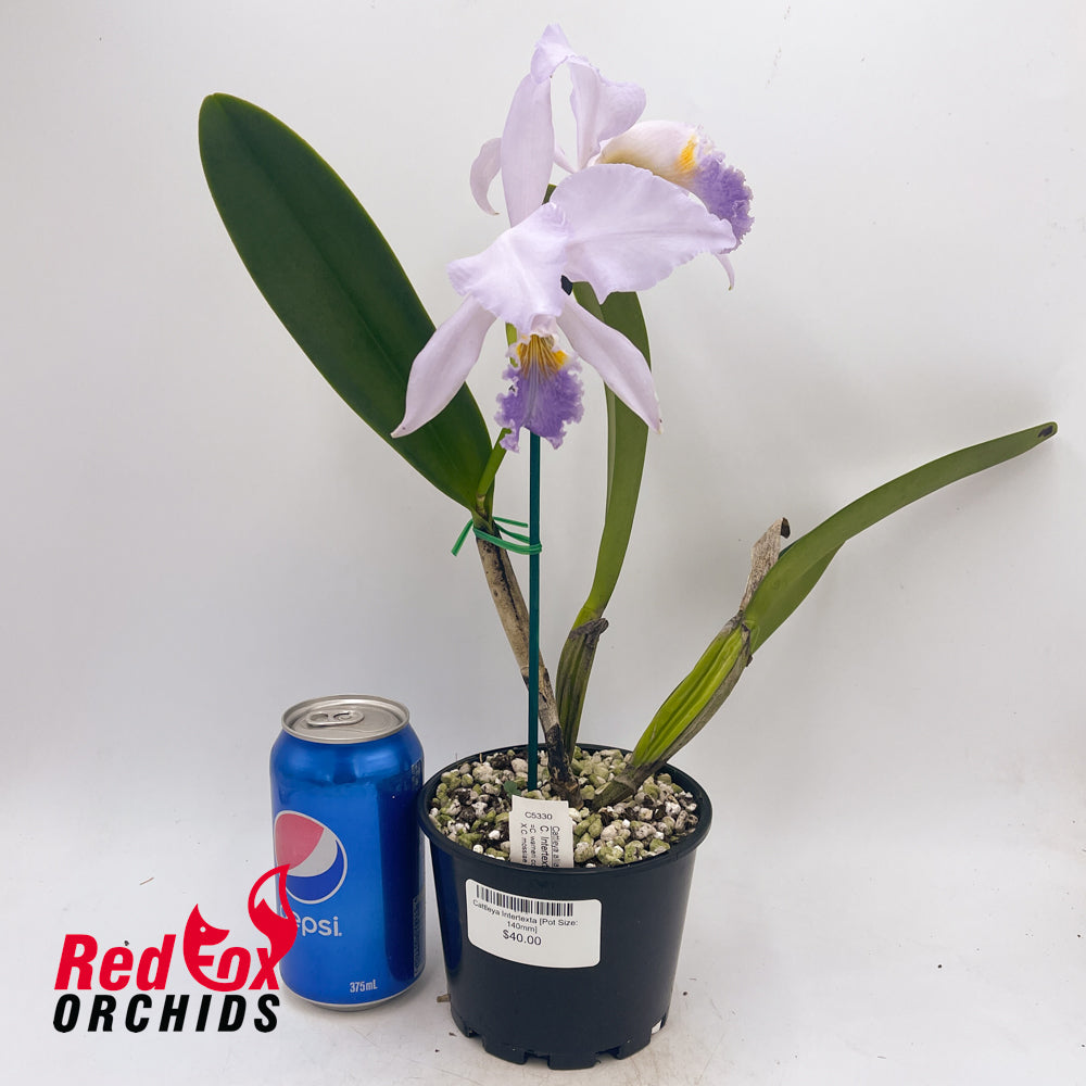 Cattleya Intertexta