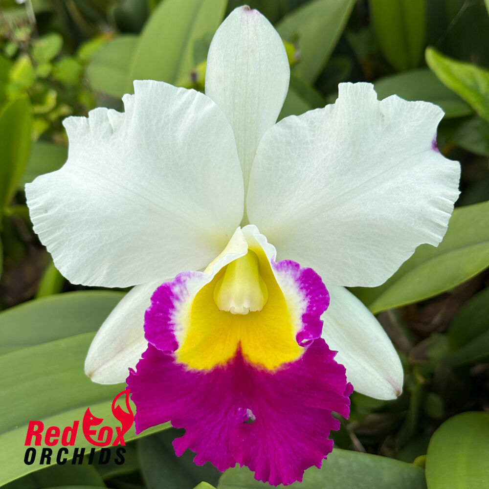 Rhyncholaeliocattleya Mem. Anna Balmores