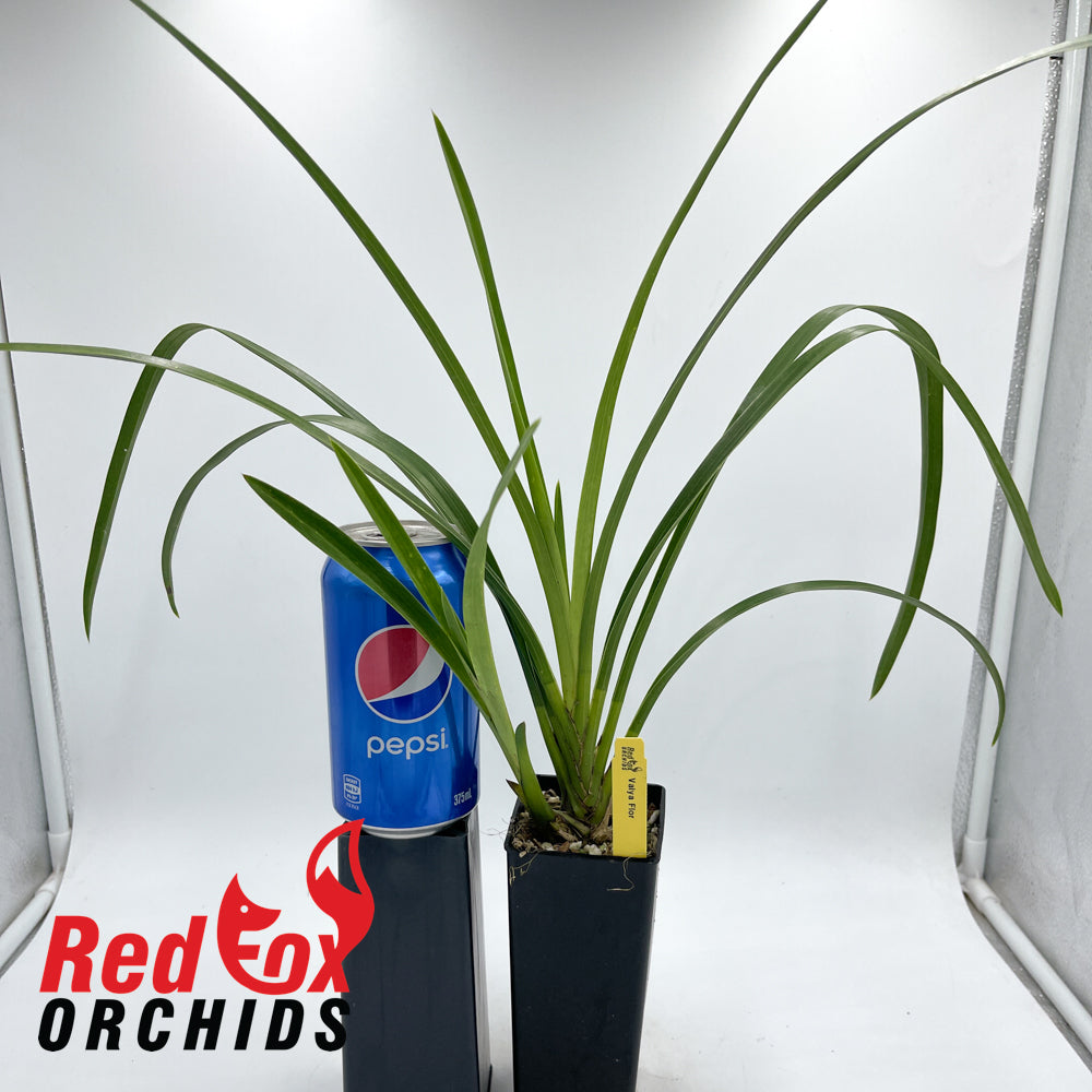 Cymbidium Valya Flor