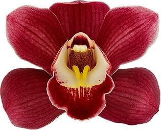 Cymbidium Red Arrow