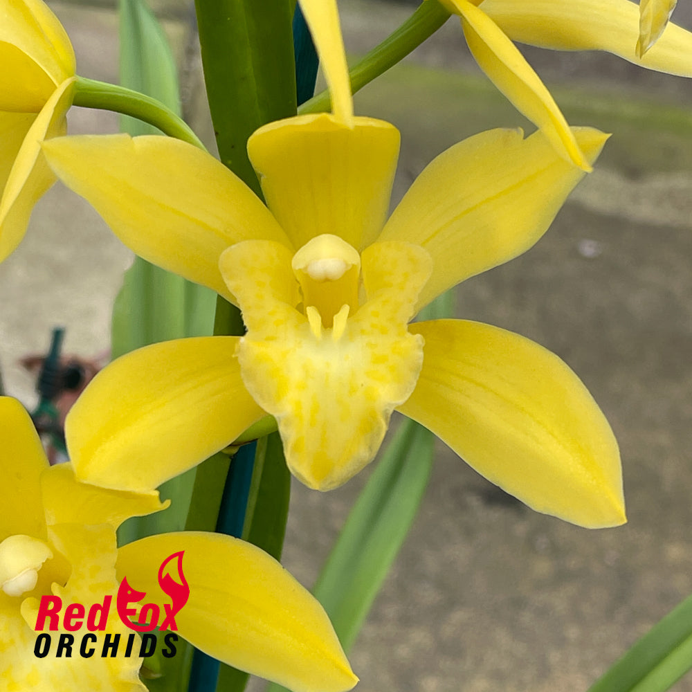 Cymbidium (Golden Elf x Golden Van Guard)