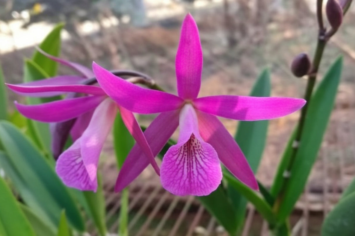 Brassocatanthe Yuan Dung Red Star