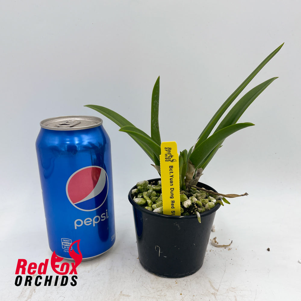 Brassocatanthe Yuan Dung Red Star