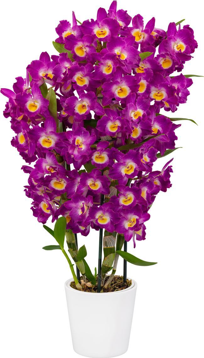 Dendrobium Comet King 'Akatsuki'