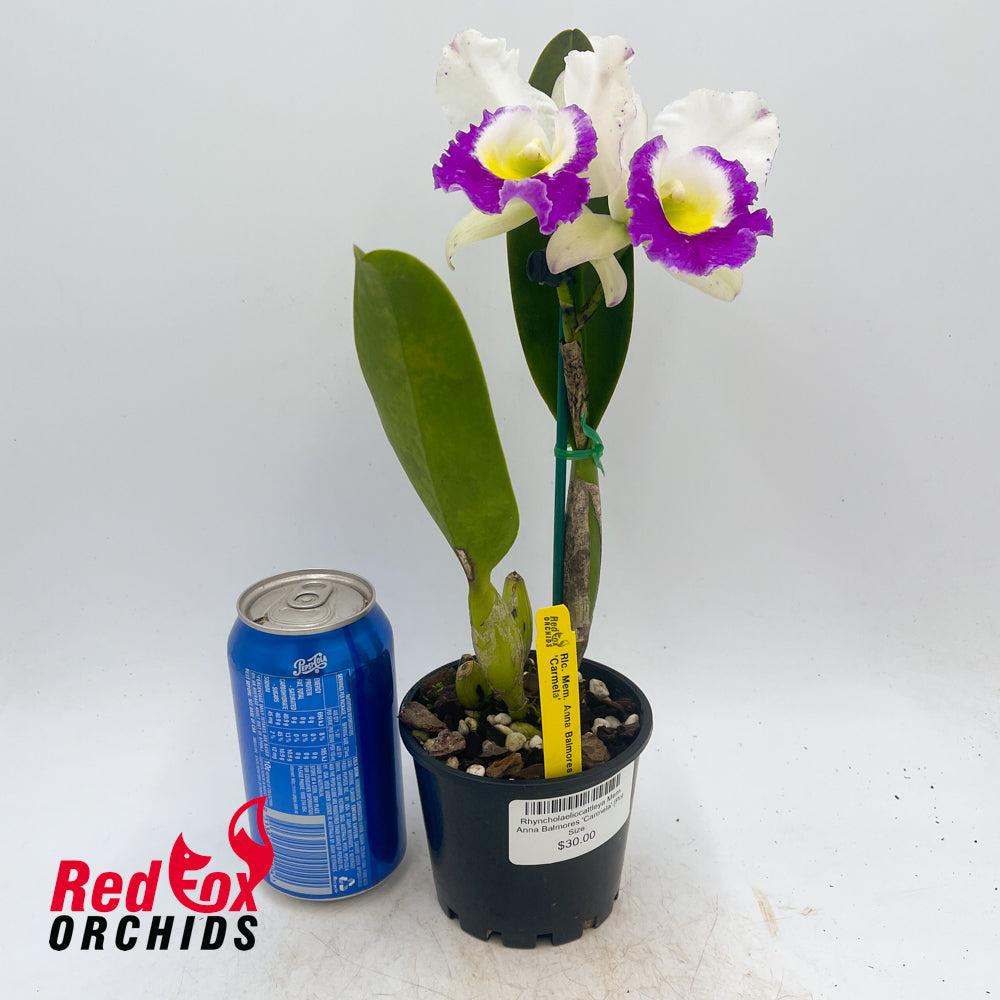 Rhyncholaeliocattleya Mem. Anna Balmores 'Carmela'