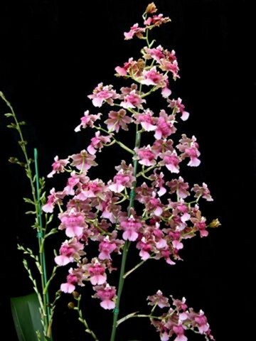 Oncidium Rosey Sunset 'Pacific Satin'