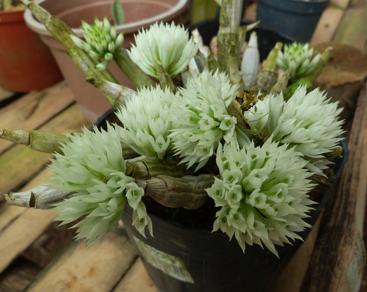 Dendrobium capituliflorum
