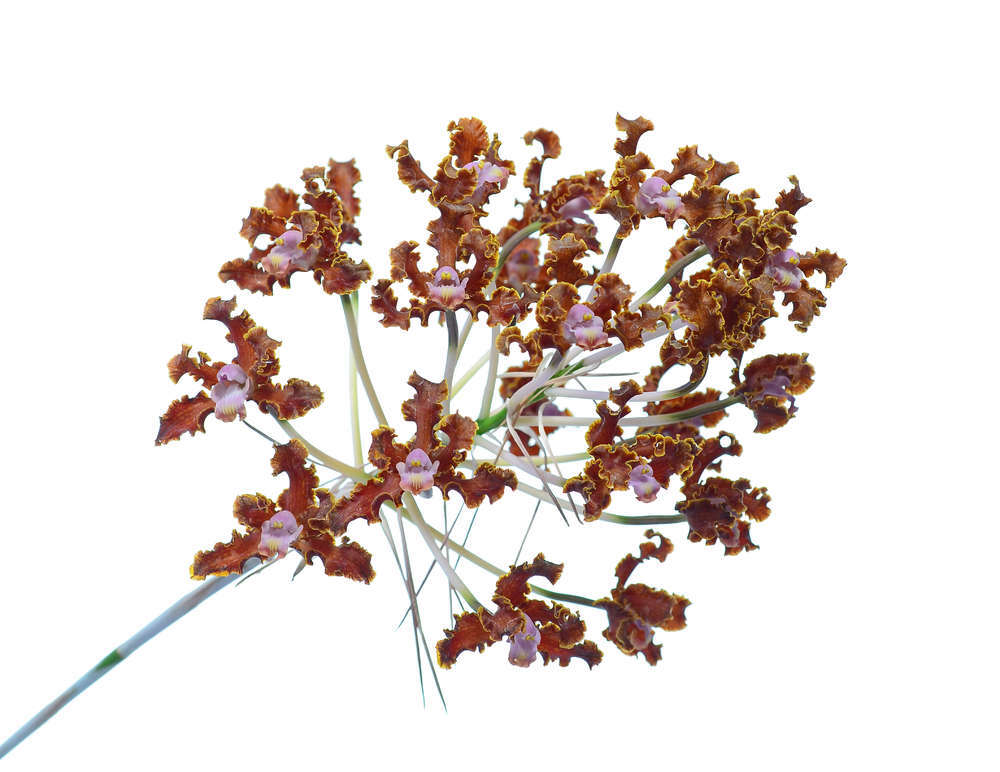 Schomburgkia crispa