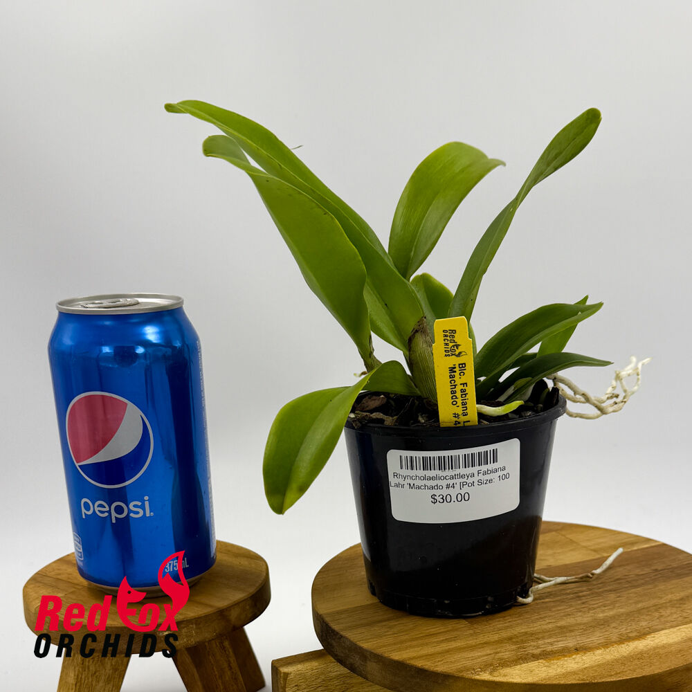 Rhyncholaeliocattleya Fabiana Lahr 'Machado #4'