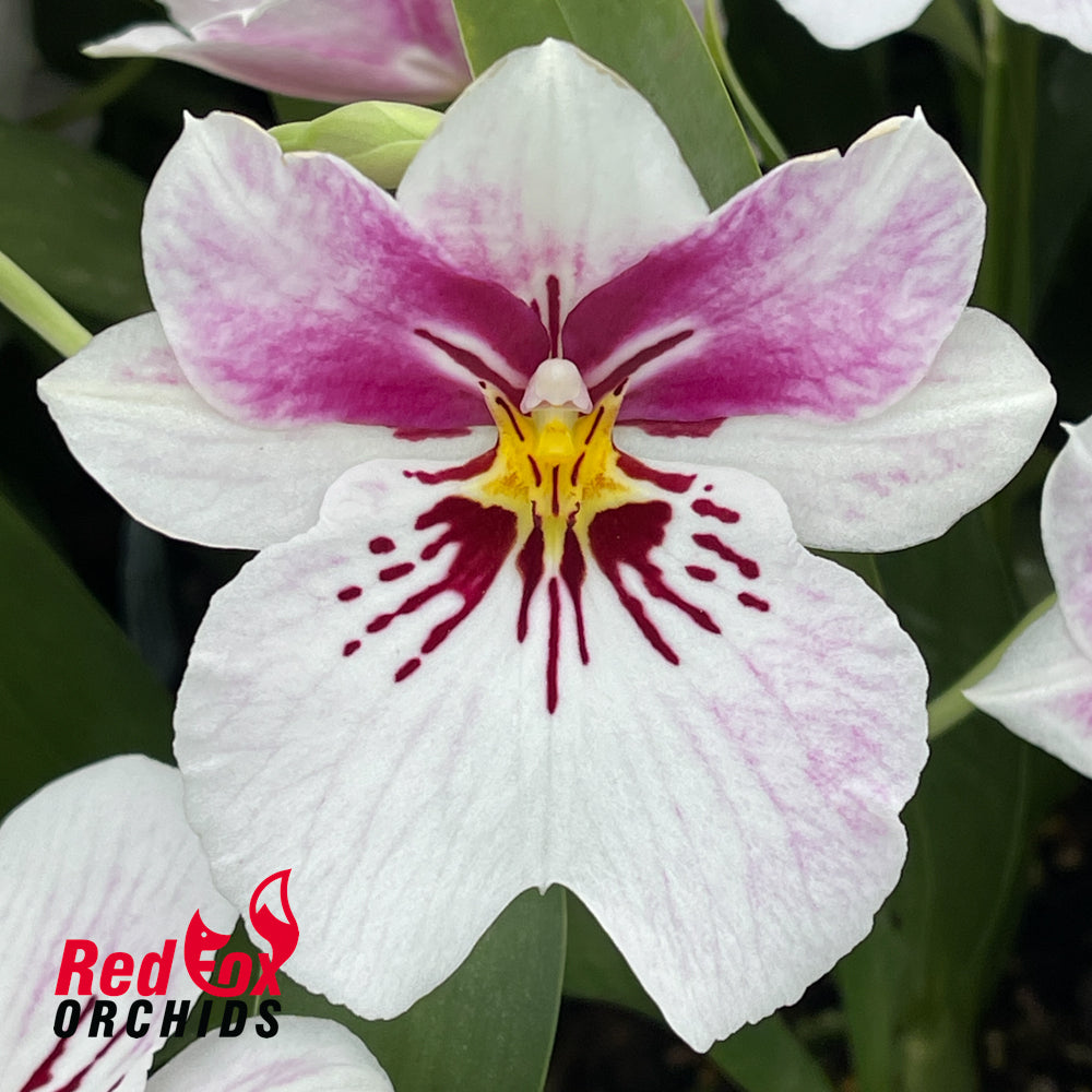 Miltoniopsis Princess Diana 'Red Baron'
