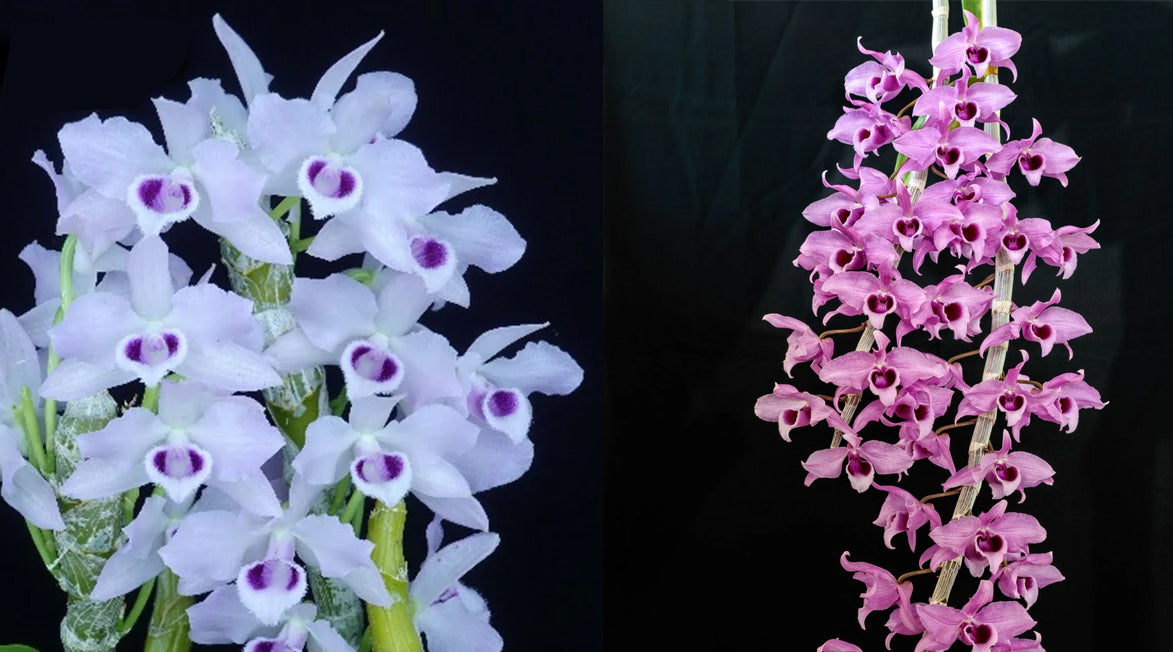 Dendobium parishii Var. coerulea x anosmum